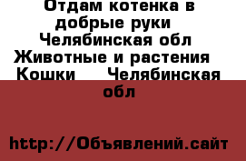 Отдам котенка в добрые руки - Челябинская обл. Животные и растения » Кошки   . Челябинская обл.